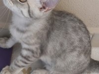 British shorthair oğlum Zeus yuvasını arıyor