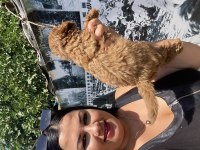 Ufacık sağlık ve ırk garantili toy poodle yavrularım
