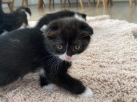 Scottish fold yavrular
