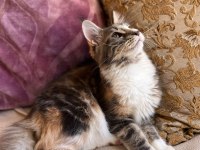 Maine Coon Dişi Silver Tortie Uygun