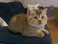 Black Golden Erkek British Shorthair