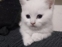 Minik kediler