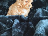 Çok özel exotic yorkshire terrier ziyarete açık