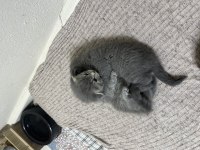 Scottish fold tatlı kediler