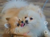 Antalya Serik İçi Sahiplendirme Pomeranian