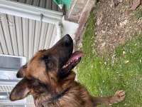 K9 Güzel temiz bir eğitimli bir köpek alman kurdu