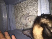 4 günlük siyam kedisi yavru