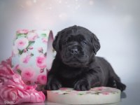 Fci Şecereli Labrador Retriever