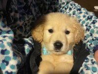 Son Erkek Yavru Golden Retriever