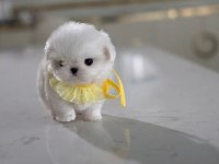 Maltese kore teacup kızım ayra MAX (2 kg )