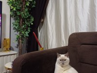 British shorthair kızımız şekeri sahiplendirmek istiyoruz