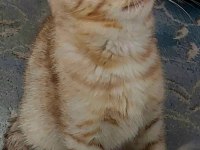 3 Aylık Savannah Yavrusu