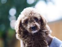 Safkan Toy Poodle