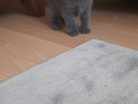 Scottish Fold 45 günlük Tuvalet ve mama egitimlidir
