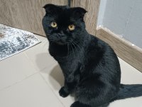Scottish fold Zeytinimize yeni ev arıyoruz