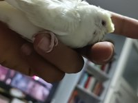 Acil sahiplendirme muhabbet kuşu 4 aylık