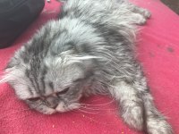 Yetişkin Scottish Fold Kedim Yeni Yuvasını Arıyor