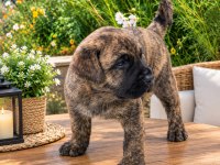 ÖZEL BRİNDLE RENK ERKEK YAVRU CANE CORSO