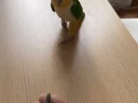 Portakal kafa kayık papağanı evcil el besleme