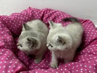 Ankara kaliteli british shorthair bebekler