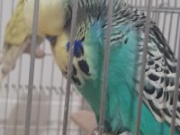 Muhabbet Kuşlarımız İçin Ulaşın