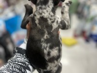 French Bulldog Yavrularımız Yeni Ailesini Arıyor