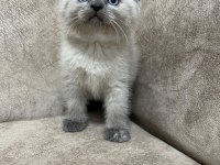 Safkan British Shorthair Ayı Surat Top Kafa Bebiş