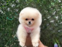 Pomeranian boo yavrumuz