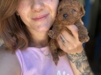 Red Maltipoo yavruları