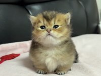 Çok Tatlı Bebek British Shorthair