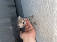 Üç yavru bebek iki erkek ve bir dişi british shorthair