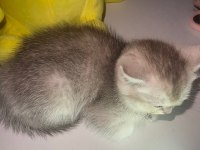 Safkan British Shorthair erkek Yavru