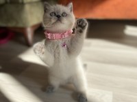 Blue point safkan british shorthair yavrular