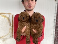 Red Toy Poodle Yavrular
