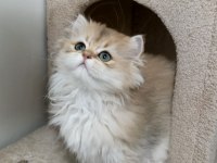 Ny 12 Yavru British Longhair Kedilerimiz