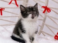 A kalite eşsiz güzellikte cinnamon bicolor british shorthair