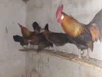 Orman tavukları ve horozlar