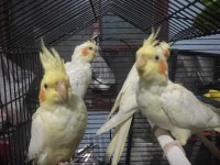 Yavru Lutino Sultan Papağanlar