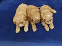 Maltipoo bebekleri 2 aylık