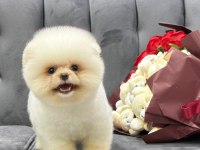 Pofuduk köpeğimiz