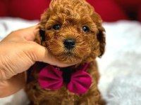 Kore teacup babadan kore teacup poodle bebekler
