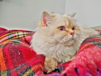 Full Secereli by 11 33 Erkek British Longhair