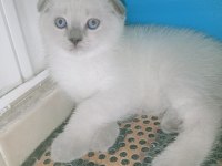 Mavi Gözlü Blue Point Yavrular