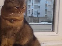 4 aylık british shorthair