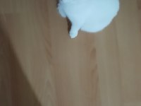 Erkek beyaz british shorthair 7 aylık uygun