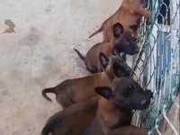 Belçika kurdu yavrular 4 adet erkek yavrumuz vardır