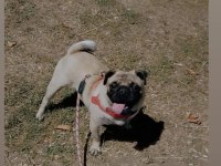 11 aylık dişi pug köpeği