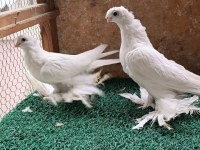 Özbek taklacı güvercini (Beyaz karagöz)