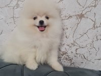 UKRAYNA PASAPORTLU AYI SURAT POMERANİAN BOO