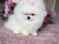 BABY SÜRAT EFSANE DİŞİ POMERANİAN